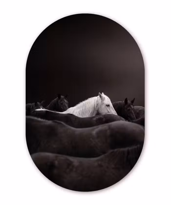 Alu-Dibond-Bild Oval - Pferde - Schwarz - Weiß - Herde