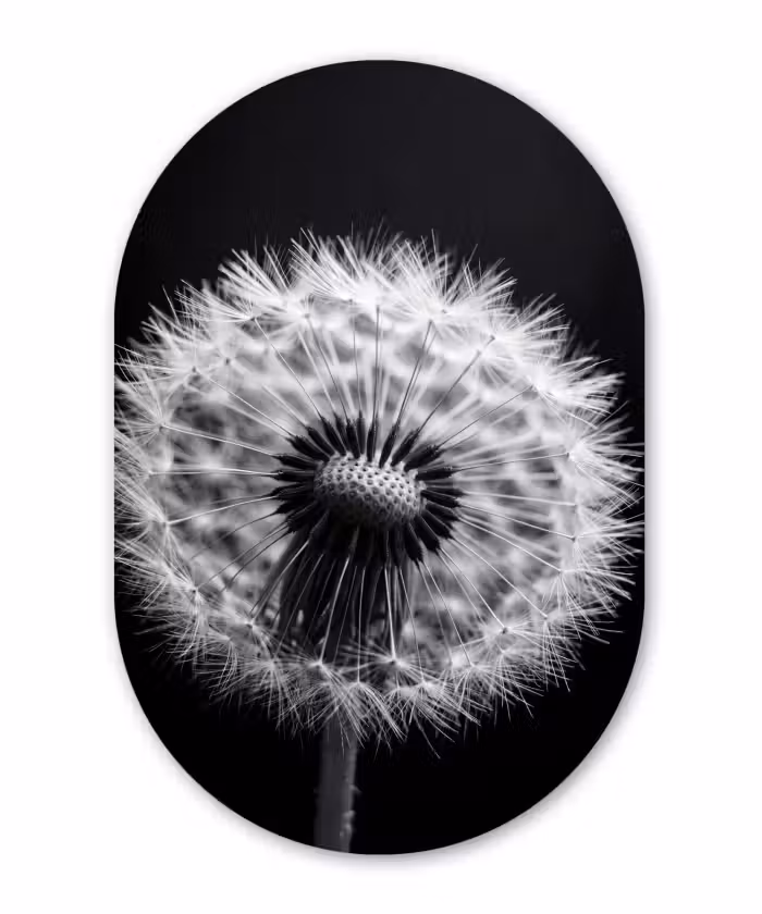 Alu-Dibond-Bild Oval - Pusteblume - Schwarz - Weiß