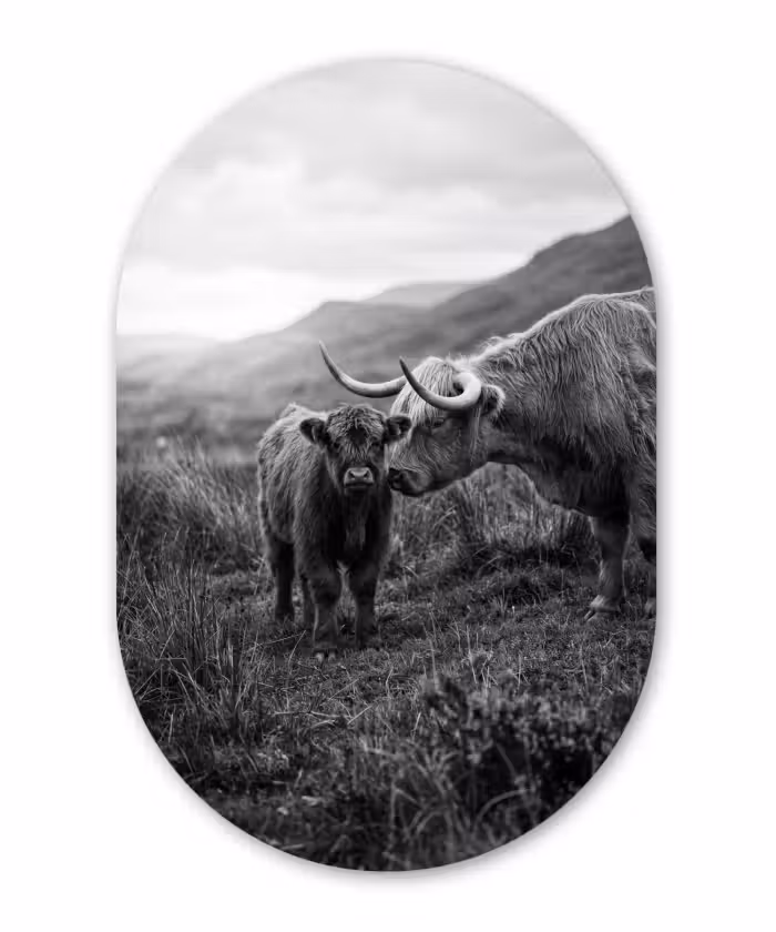 Alu-Dibond-Bild Oval - Schottischer Highlander - Kalb - Schwarz - Weiß