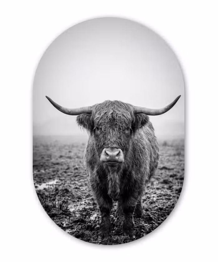 Alu-Dibond-Bild Oval - Schottischer Highlander - Schwarz - Weiß - Gras