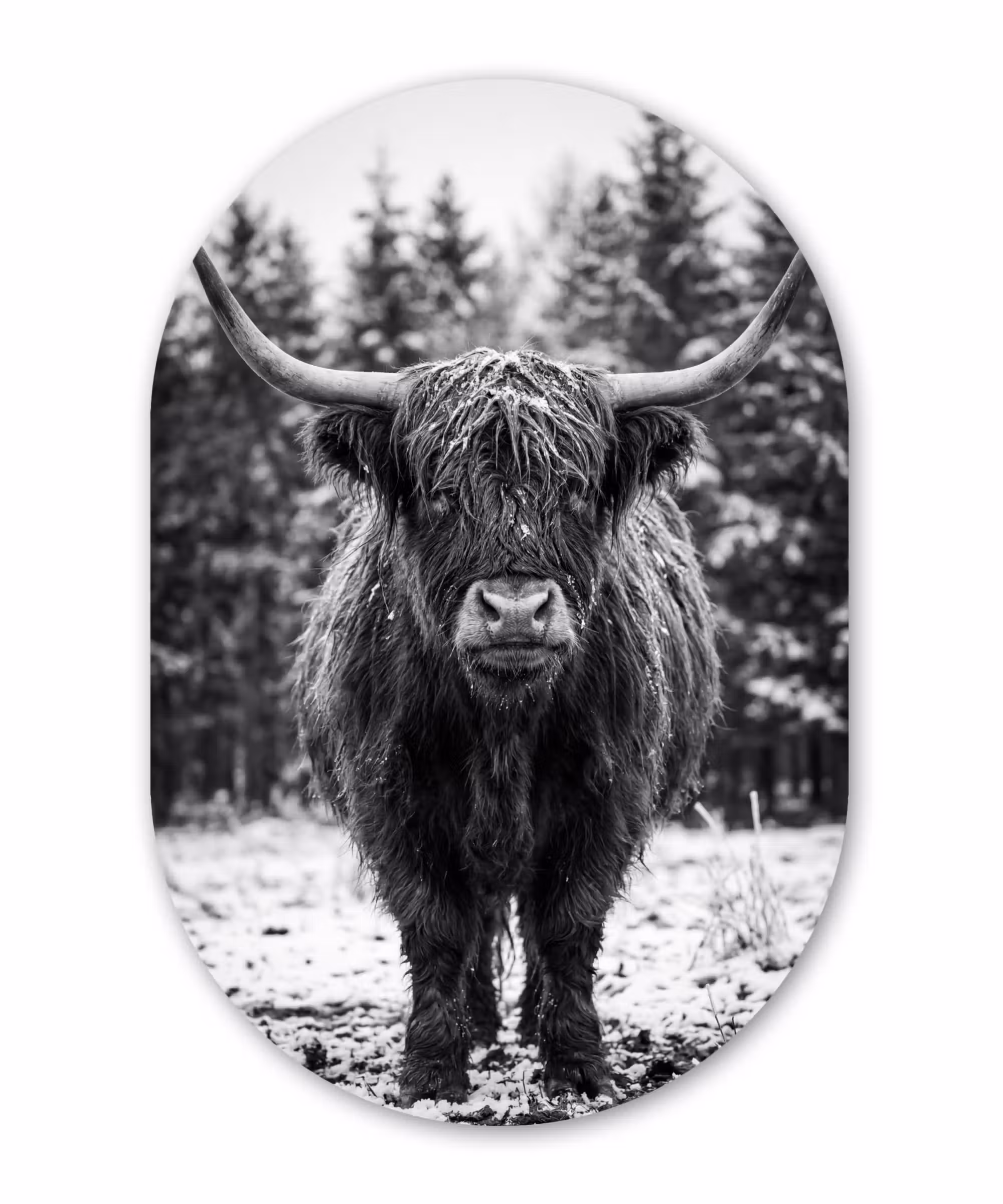 Alu-Dibond-Bild Oval - Schottischer Highlander - Schwarz - Weiß - Schneeflocken