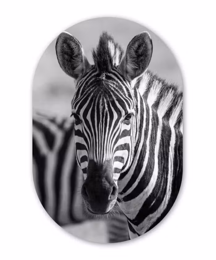 Alu-Dibond-Bild Oval - Zebras - Schwarz - Weiß