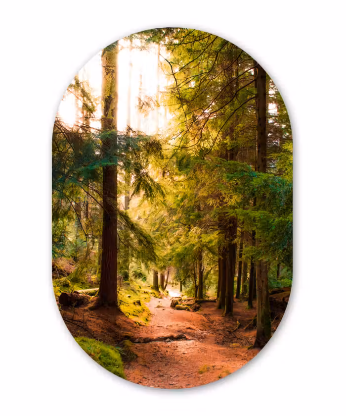 Forexbild Oval - Wald - Weg - Bäume - Grün - Sonne - Natur