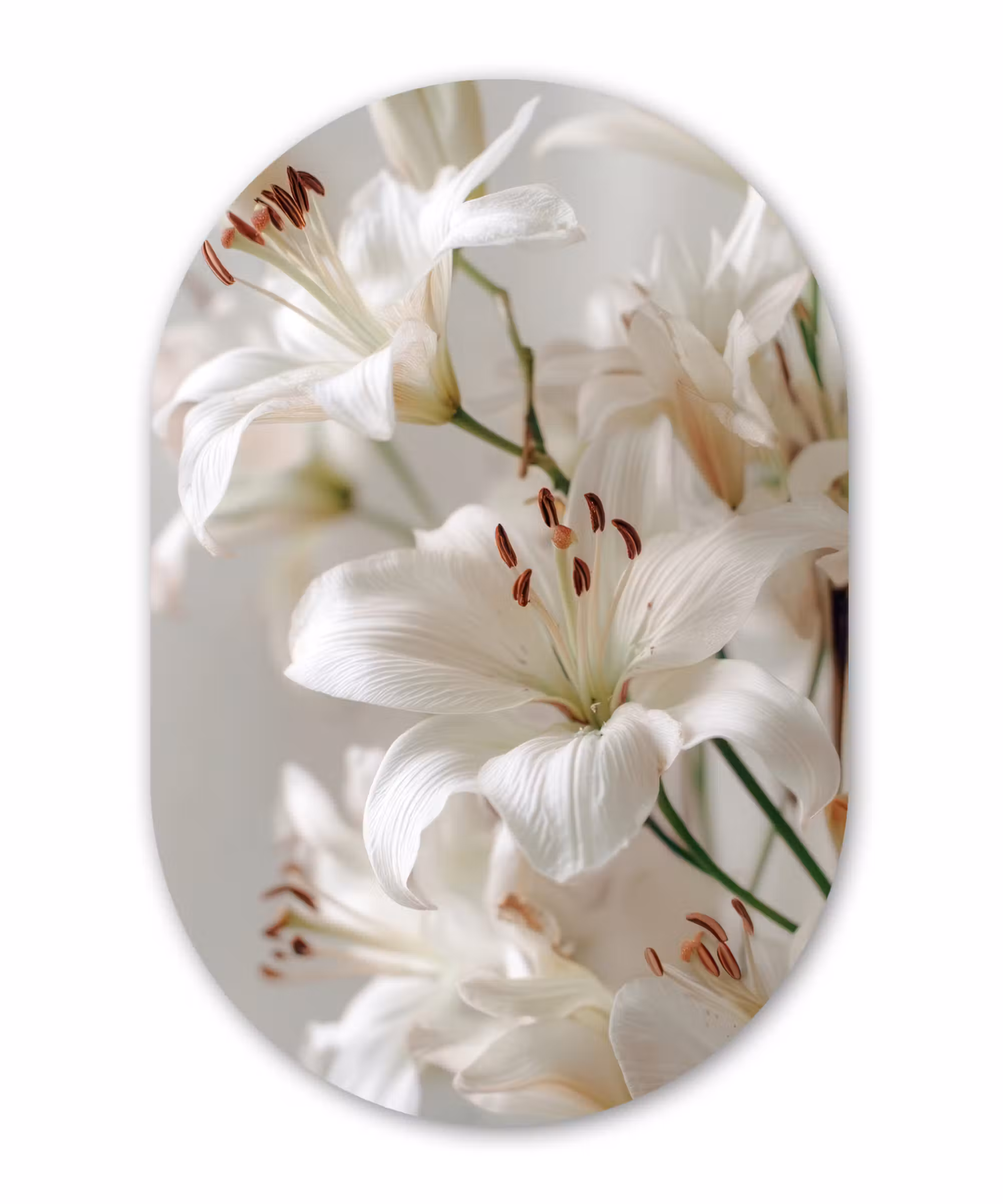 Glasbild Oval - Lilien - Boekte - Weiß - Staubgefäße