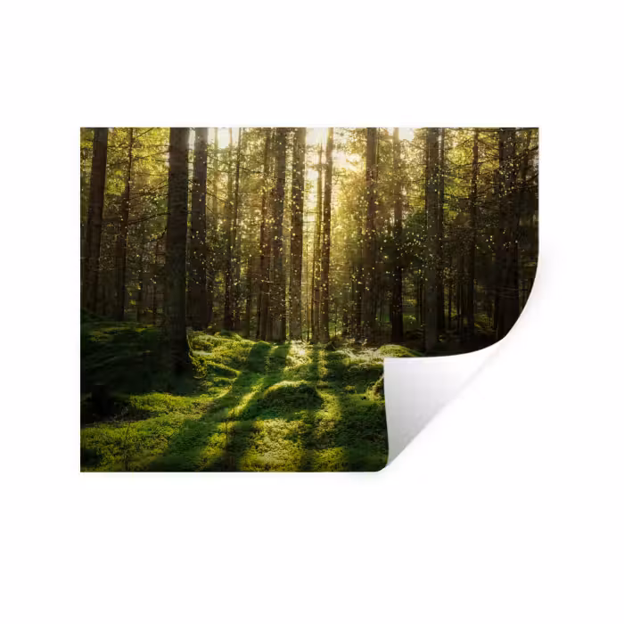 Wandtattoo – Bäume - Wald - Moos - Pflanzen - Sonne - Natur