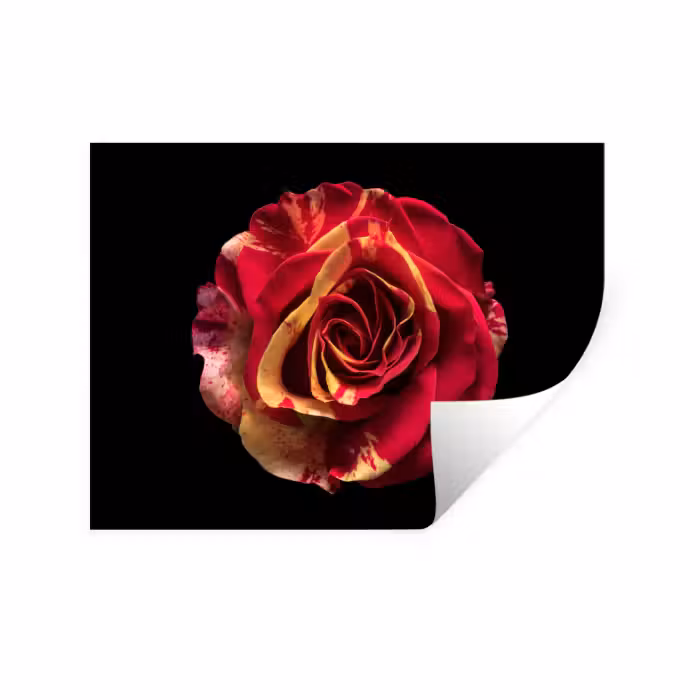 Wandtattoo – Blume - Rose - Rot - Schwarz
