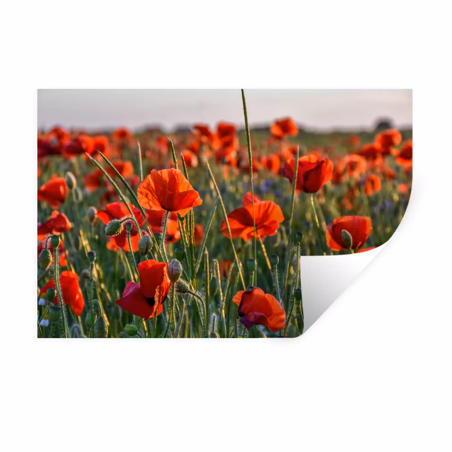 Wandtattoo – Blumen - Mohnblumen - Natur - Rot