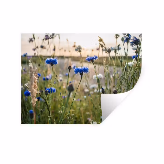 Wandtattoo – Blumen - Sommer - Kornblume - Blau - Sonne - Wolken
