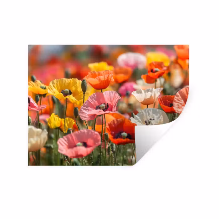 Wandtattoo – Blumenfeld - Mohnblumen - Farbenfroh