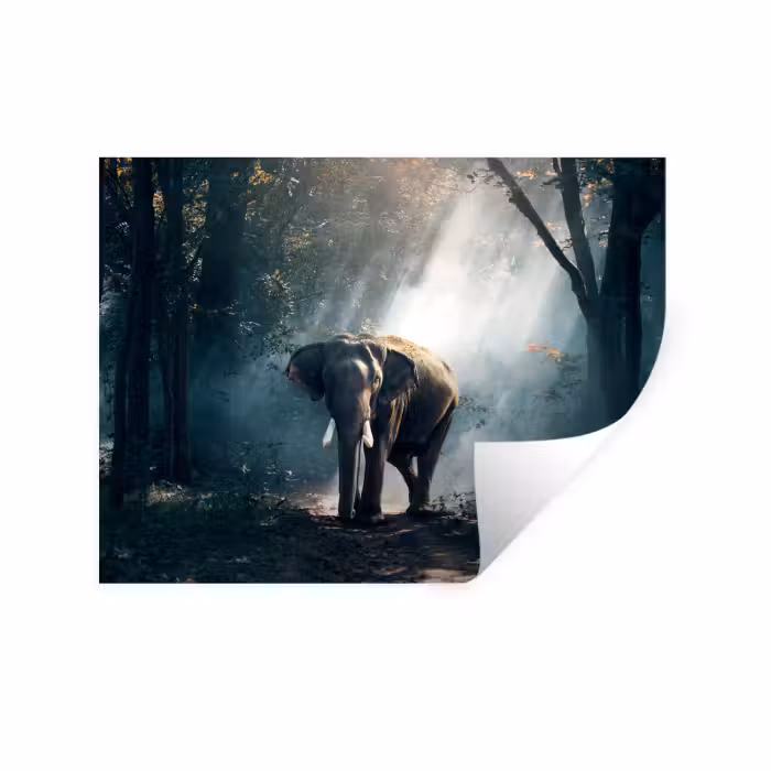 Wandtattoo – Elefant - Tiere - Licht - Wald - Natur - Wildtiere