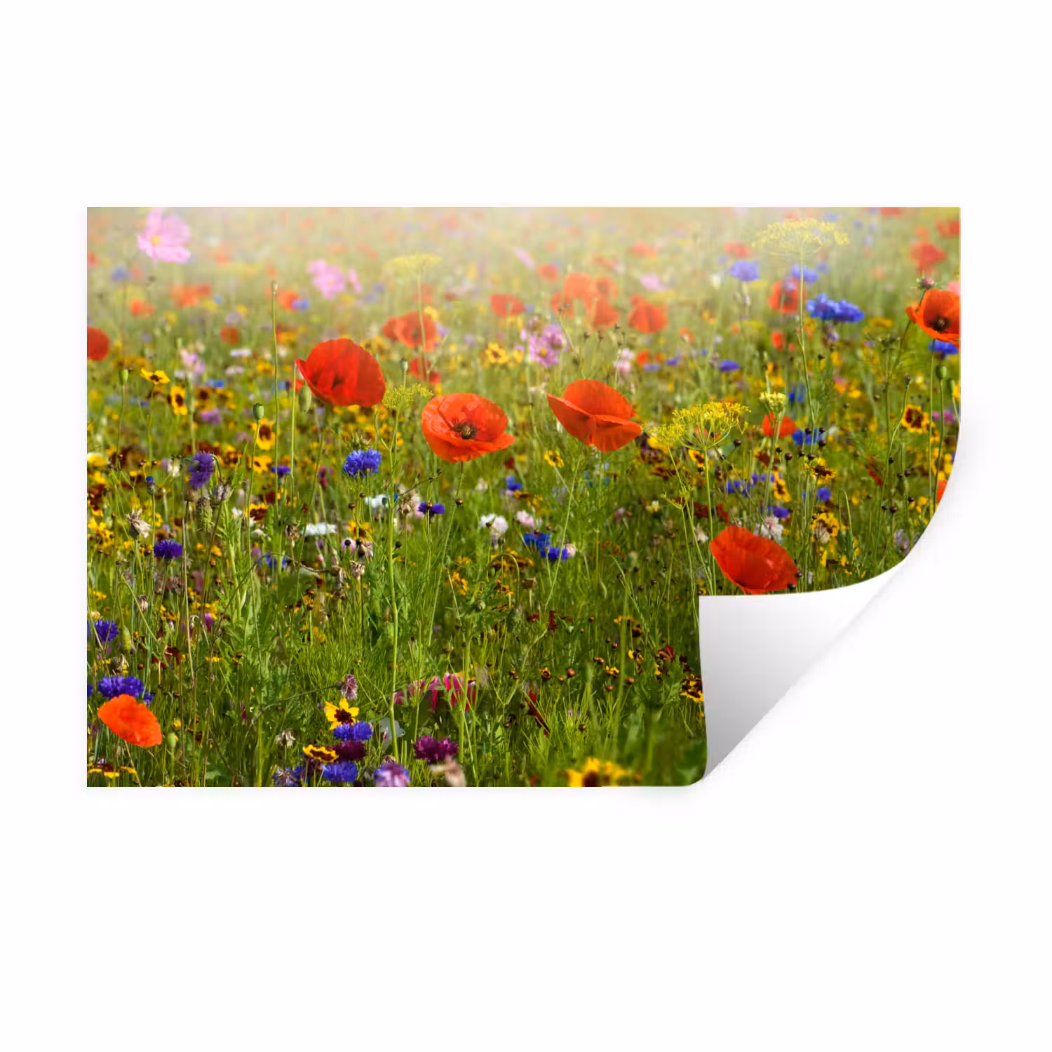 Wandtattoo – Frühling - Blumen - Rot - Mohn - Gras - Grün