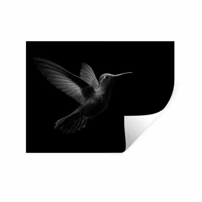 Wandtattoo – Kolibri - Schwarz - Tiere