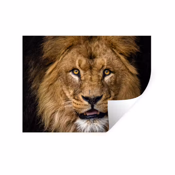 Wandtattoo – Löwe - Porträt - Schwarz - Tiere