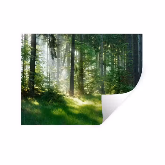 Wandtattoo – Natur - Bäume - Wald - Grün - Sonne - Gras - Pflanzen