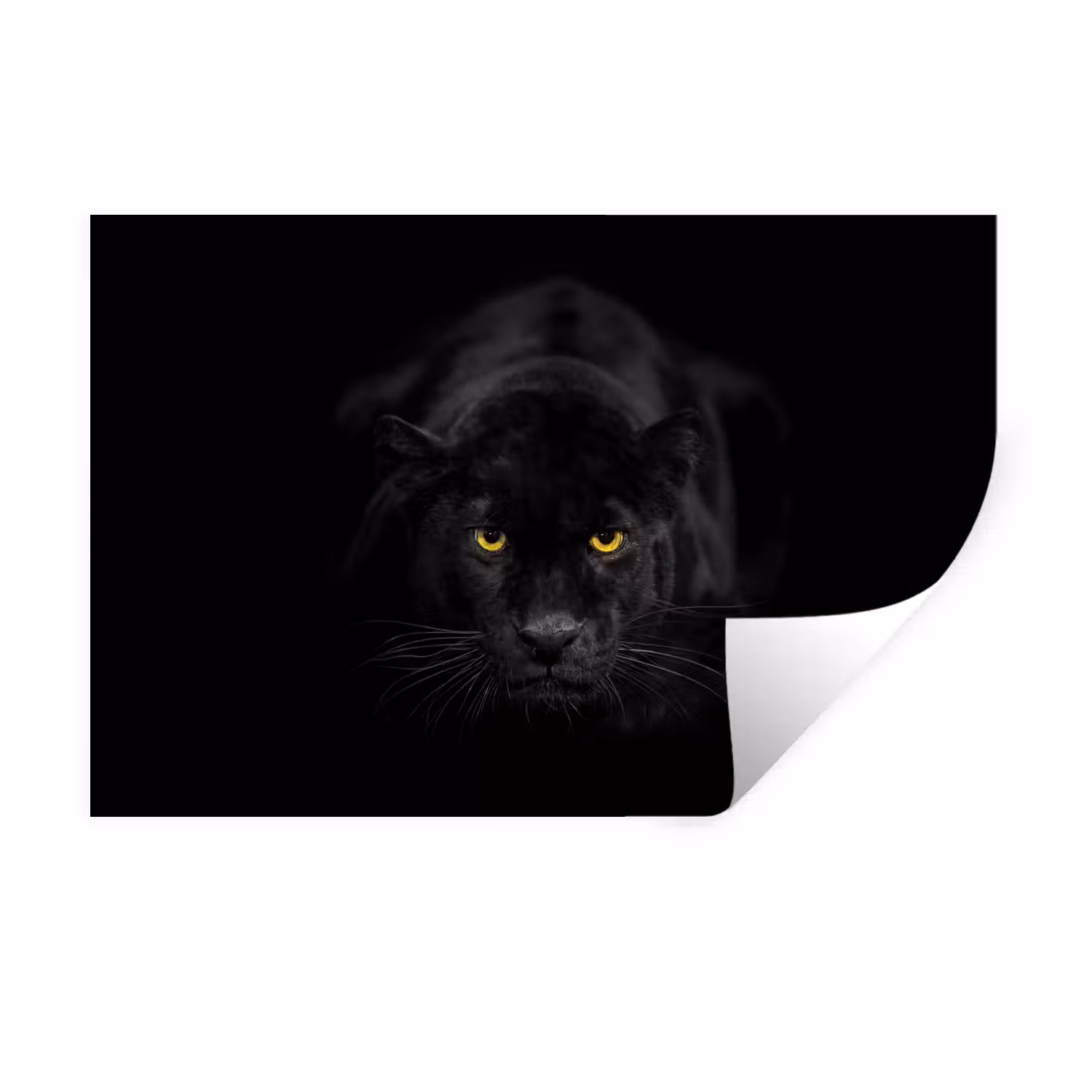 Wandtattoo – Panther - Tiere - Schwarz - Augen
