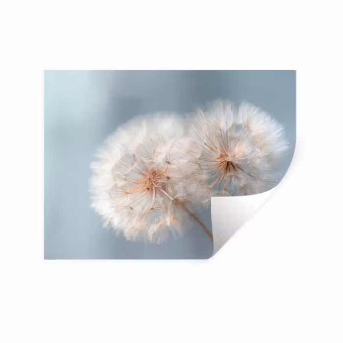 Wandtattoo – Pusteblumen - Flauschig - Weiß