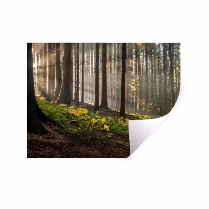 Wandtattoo – Sonne - Äste - Bäume - Wald - Natur