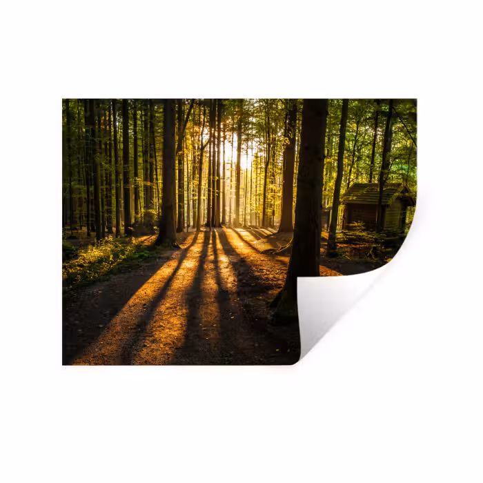 Wandtattoo – Sonne - Bäume - Wald - Landschaft - Natur