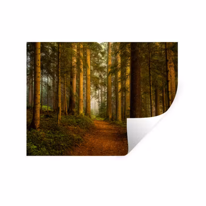 Wandtattoo – Wald - Natur - Bäume - Landschaft - Laub