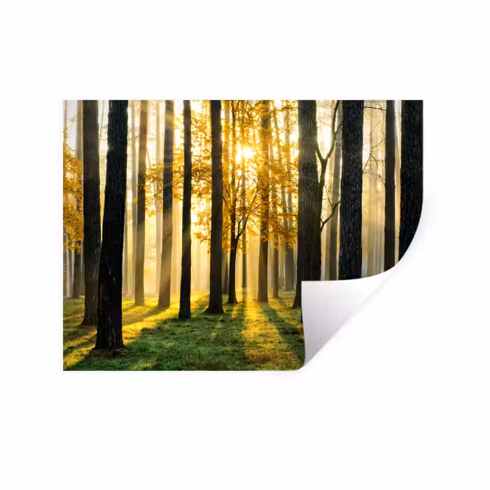 Wandtattoo – Wald - Sonne - Bäume - Gras - Landschaft - Natur