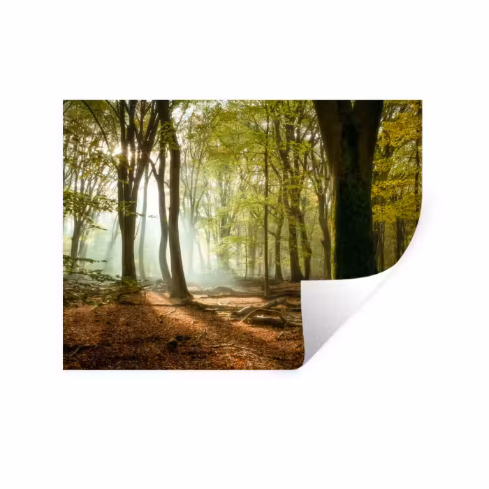 Wandtattoo – Wald - Sonne - Jahreszeiten - Landschaft