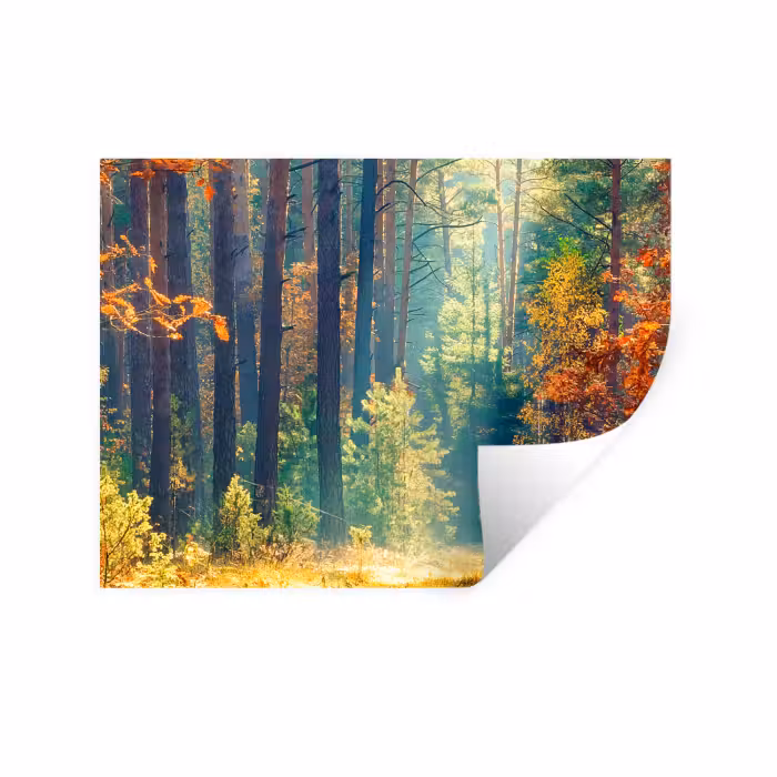 Wandtattoo – Wald - Sonne - Natur - Herbst