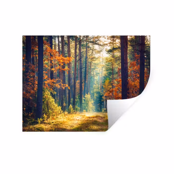 Wandtattoo – Wald – Sonne – Natur – Herbst