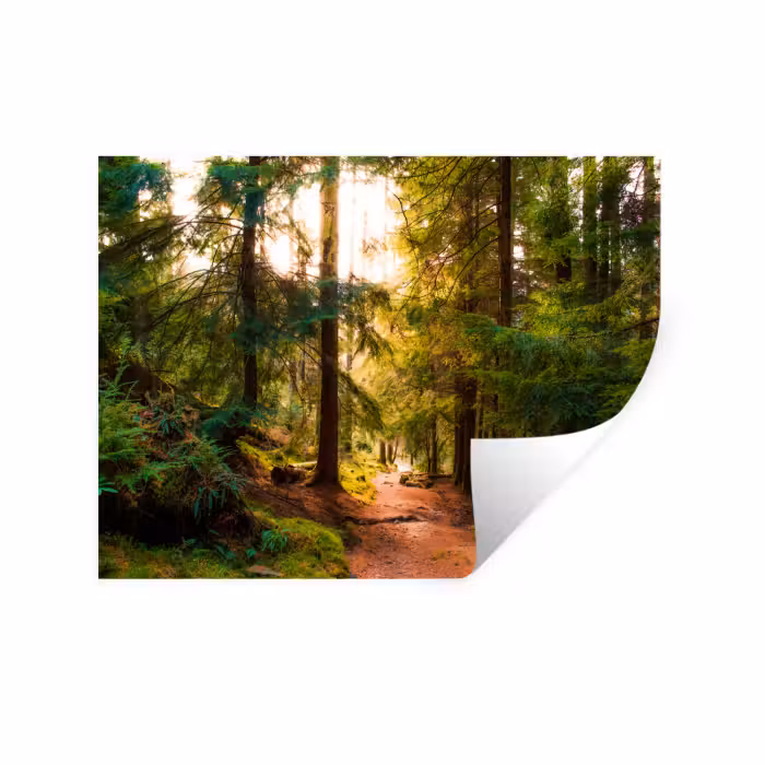 Wandtattoo – Wald - Weg - Bäume - Grün - Sonne - Natur