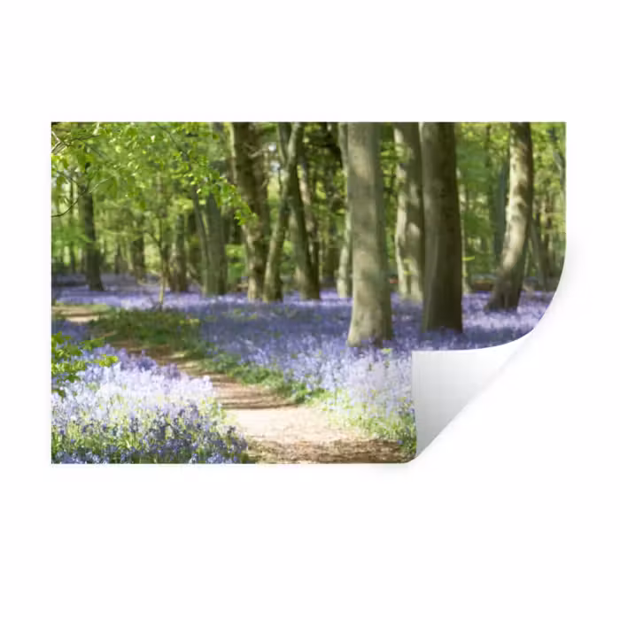 Wandtattoo – Wald - Weg - Blumen - Lila - Grün - Natur