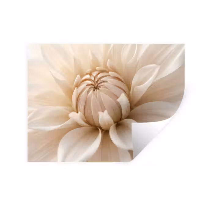Wandtattoo – Blume - Dahlie - Weiß