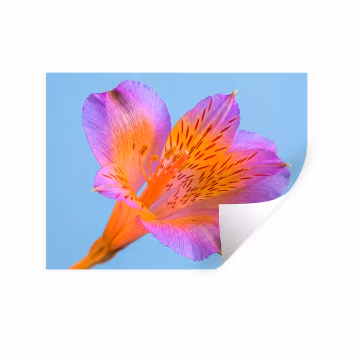 Wandtattoo – Blume - Detail - Farbenfroh