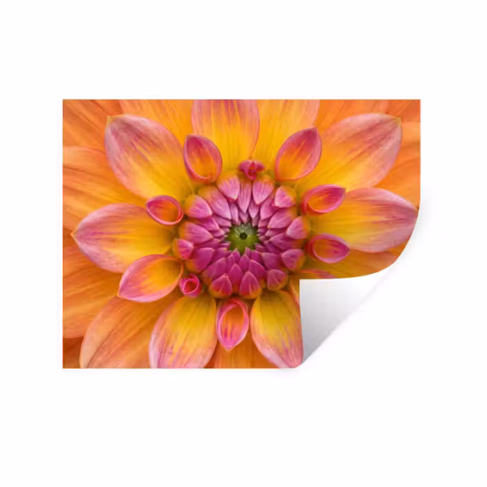 Wandtattoo – Dahlie - Blume - Orange