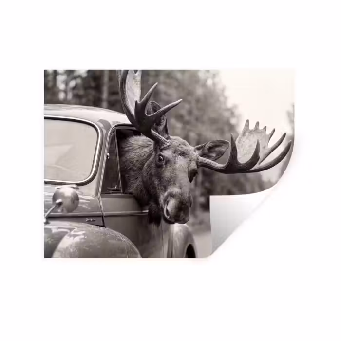 Wandtattoo – Elch - Auto - Geweih - Schwarz - Weiß