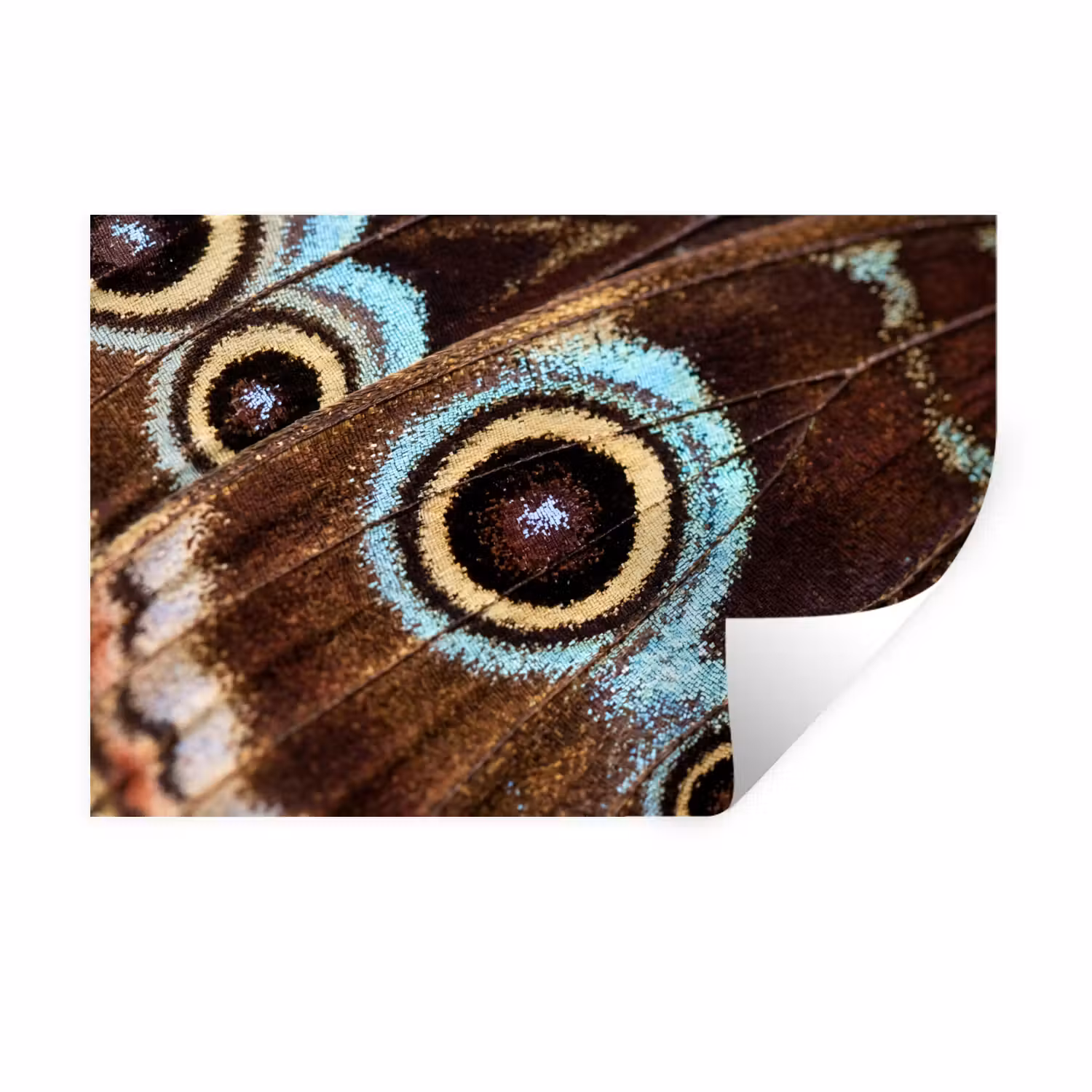 Wandtattoo – Flügel - Schmetterling - Blau