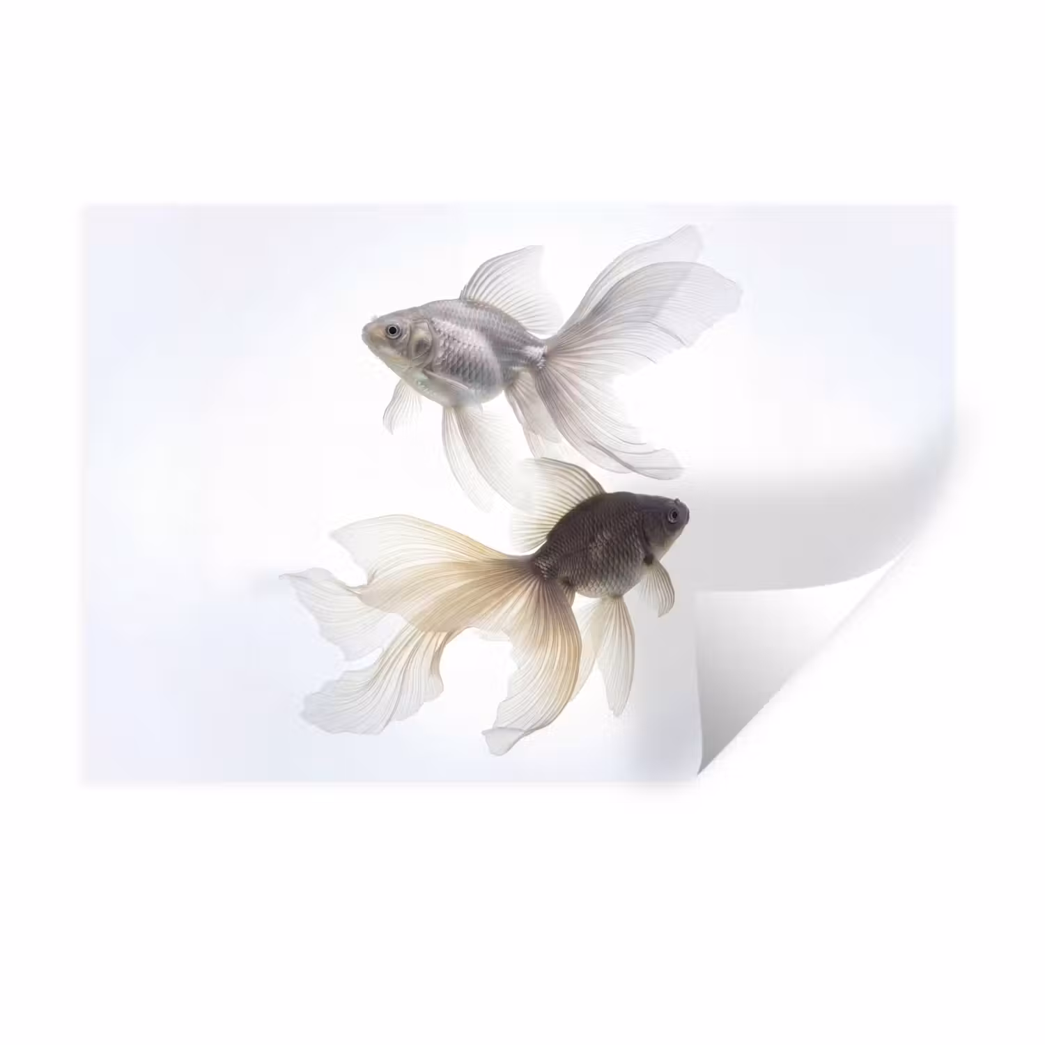 Wandtattoo – Goldfisch - Modern - Weiß