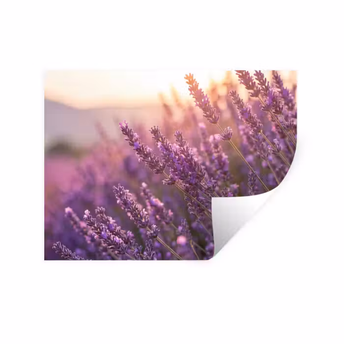 Wandtattoo – Lavendel - Lila - Sonnenlicht