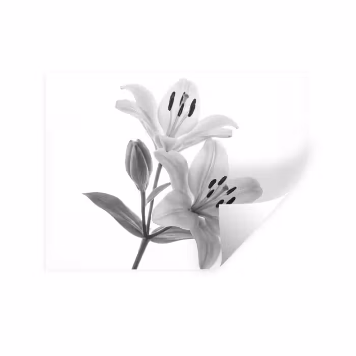 Wandtattoo – Lilien - Elegant - Schwarz - Weiß