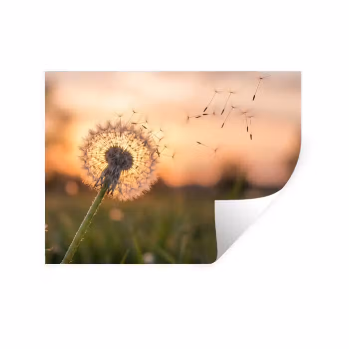 Wandtattoo – Löwenzahn - Sonnenuntergang - Feld