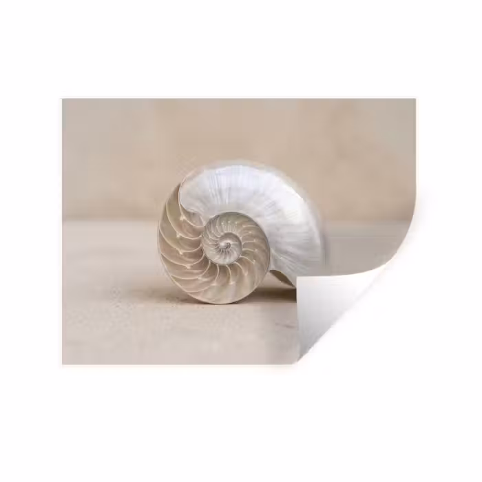 Wandtattoo – Muschel - Spirale - Beige