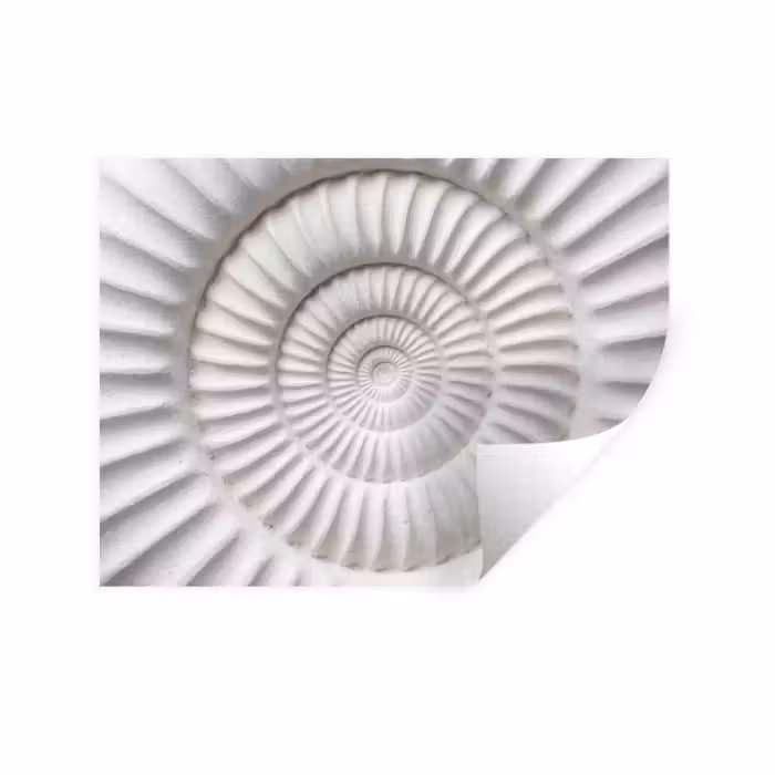Wandtattoo – Muschel - Spirale - Weiß