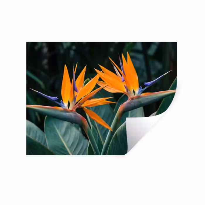 Wandtattoo – Paradiesvogel - Blume - Exotisch