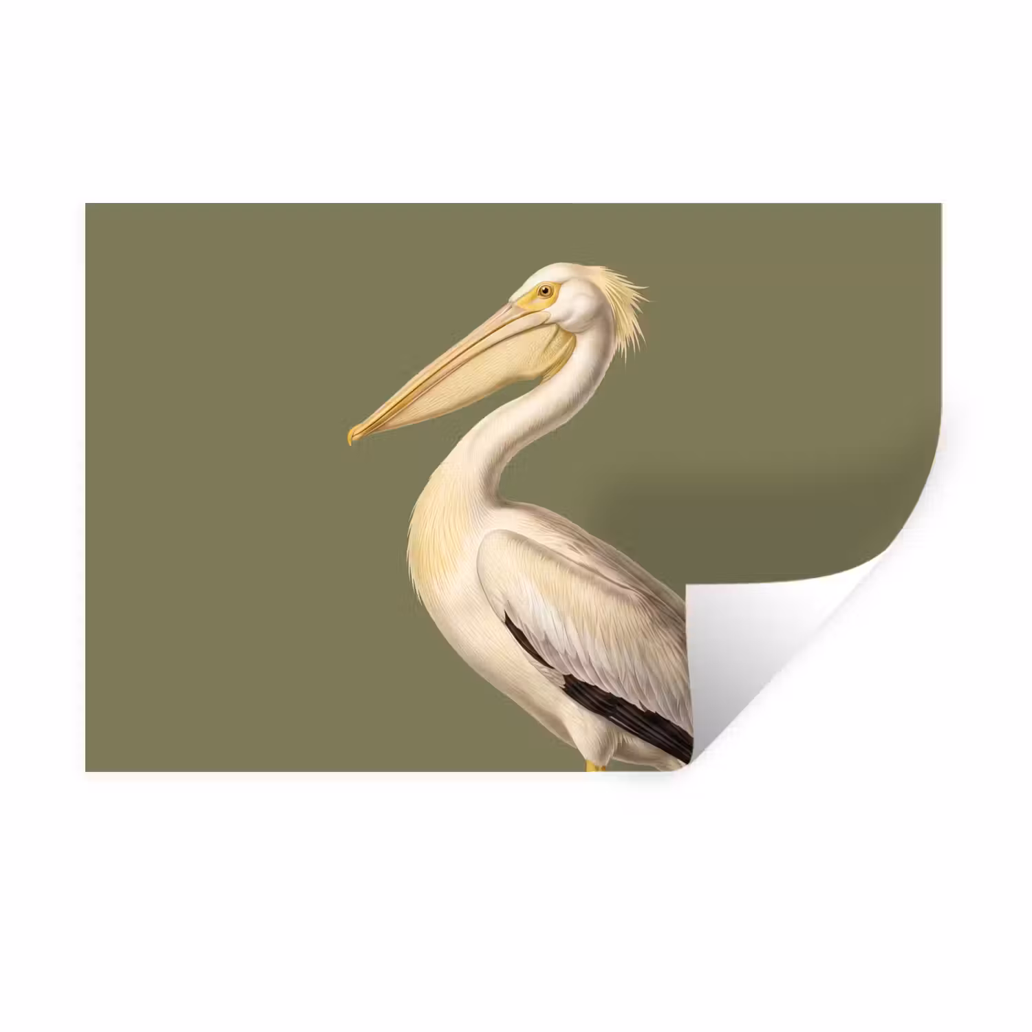 Wandtattoo – Pelikan - Weiß - Vogel - Klassisch - Natur