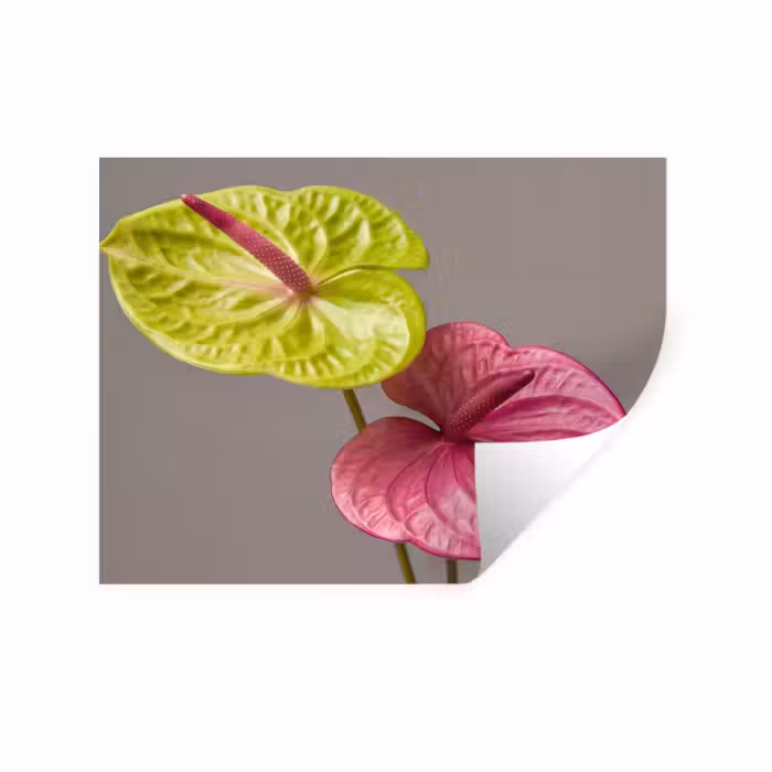 Wandtattoo – Pflanzen - Anthurium - Grün - Rosa