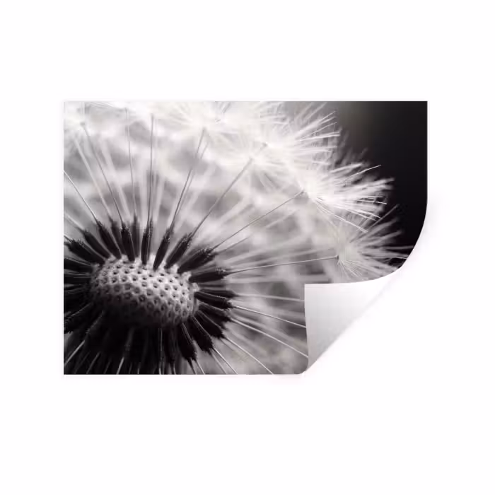 Wandtattoo – Pusteblume - Schwarz - Weiß