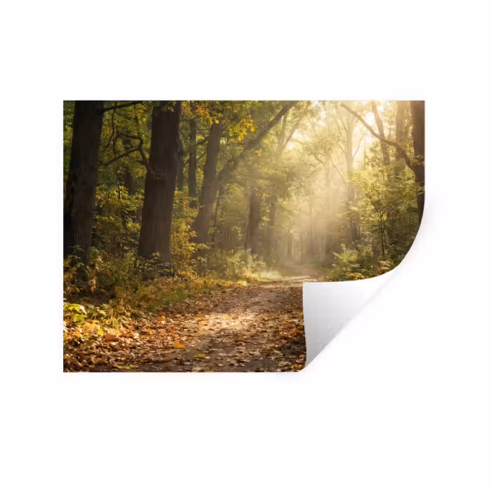 Wandtattoo – Sonnenlicht - Waldweg - Bäume