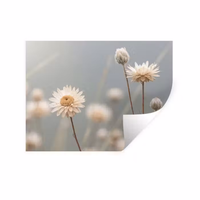 Wandtattoo – Strohblumen - Weiß - Tageslicht