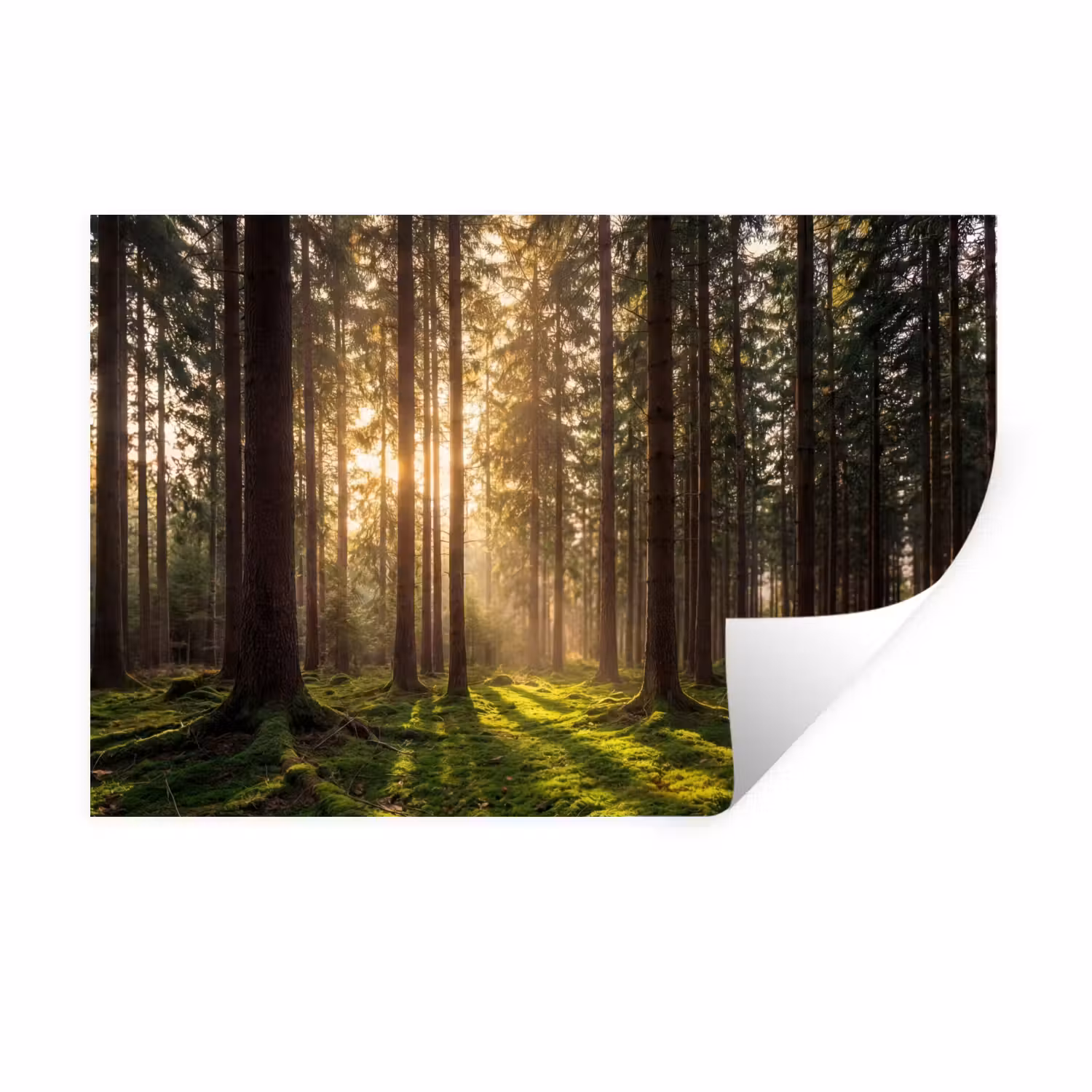 Wandtattoo – Wald - Gras - Sonnenlicht