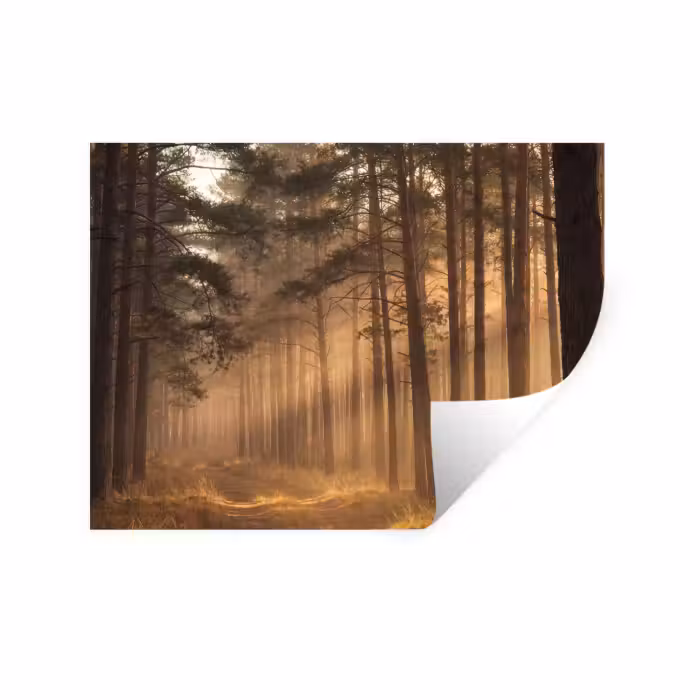 Wandtattoo – Wald - Nebel - Sonnenlicht