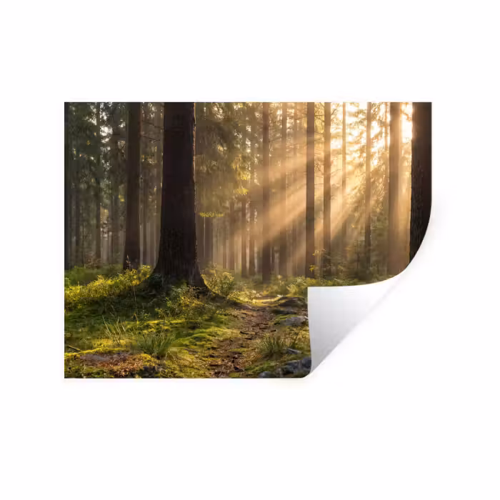 Wandtattoo – Wald - Sonnenlicht - Gras